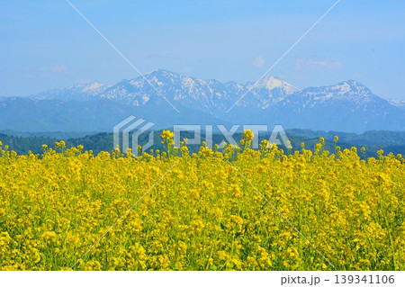 黄色の絨毯満開に咲く小千谷山本山高原菜の花畑・残雪の越後三山 139341106