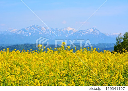 黄色の絨毯満開に咲く小千谷山本山高原菜の花畑・残雪の越後三山 139341107