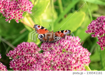 Beautiful Peacock butterfly (Aglais io) with vibrant eye spots sitting on pink Sedum (Stonecrop) flowers in sunny garden. Beautiful Peacock butterfly (Aglais io) with vibrant eye spots sitting on pink Sedum (Stonecrop) flowers in sunny garden. 139341181