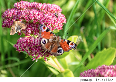 Peacock butterfly (Aglais io) and small moth feeding together on pink Sedum flowers. Peacock butterfly (Aglais io) and small moth feeding together on pink Sedum flowers. 139341182