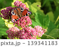 Peacock butterfly (Aglais io) and small moth feeding together on pink Sedum flowers. 139341183
