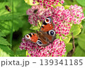Beautiful Peacock butterfly (Aglais io) with vibrant eye spots sitting on pink Sedum (Stonecrop) flowers in sunny garden. 139341185