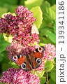 Peacock butterfly (Aglais io) and small moth feeding together on pink Sedum flowers. 139341186