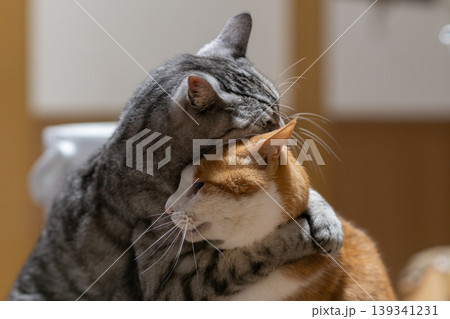 抱き合う二匹の猫 抱き合う二匹の猫 139341231