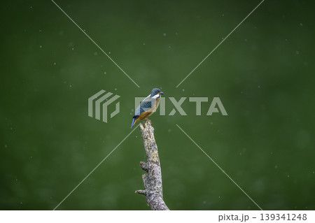 水辺のカワセミ 水辺のカワセミ 139341248