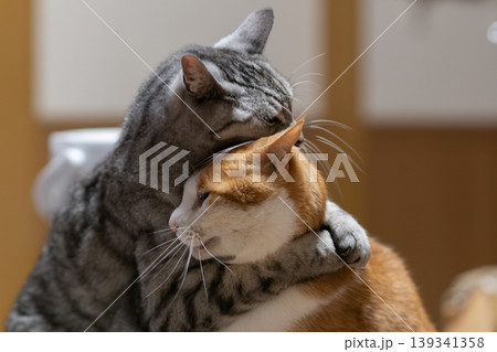 抱き合う二匹の猫 抱き合う二匹の猫 139341358