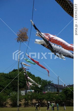 常滑市小脇公園の鯉のぼり 常滑市小脇公園の鯉のぼり 139341377