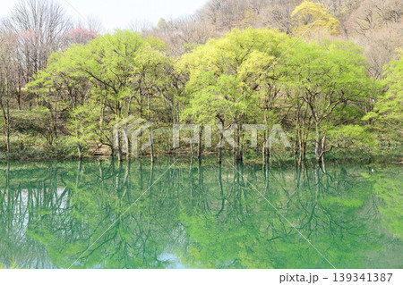 新緑美しい和賀川 焼地台公園前の水没林 岩手県 新緑美しい和賀川 焼地台公園前の水没林 岩手県 139341387