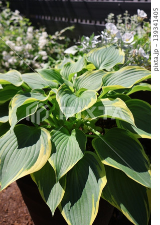 鉢植えのホスタ 鉢植えのホスタ 139341405