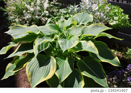 鉢植えのホスタ 鉢植えのホスタ 139341407