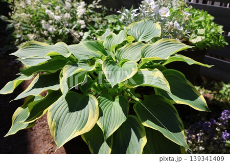 鉢植えのホスタ 鉢植えのホスタ 139341409