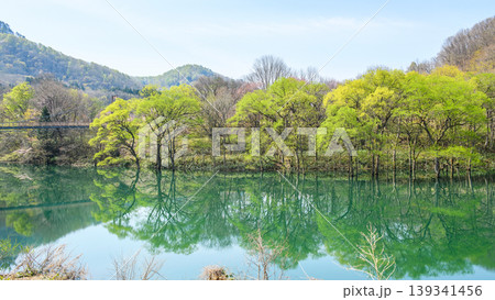 新緑美しい和賀川 焼地台公園前の水没林 岩手県 新緑美しい和賀川 焼地台公園前の水没林 岩手県 139341456