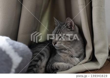 くつろぐ猫 サバトラ猫 くつろぐ猫 サバトラ猫 139341619