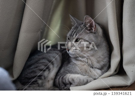 くつろぐ猫 サバトラ猫 くつろぐ猫 サバトラ猫 139341621
