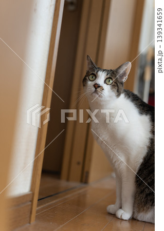 座っている猫 キジトラ白 座っている猫 キジトラ白 139341659