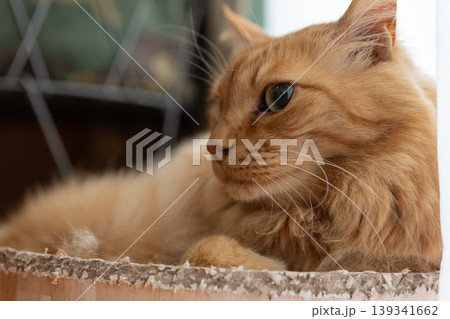 窓辺でくつろぐ可愛い猫　茶トラ猫 139341662