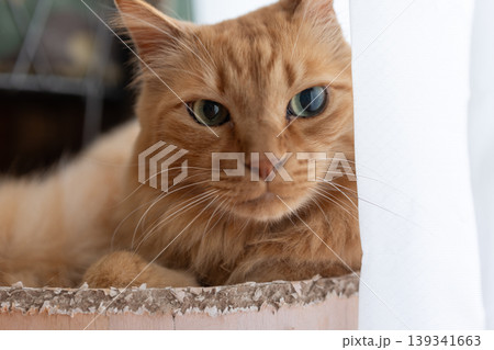 窓辺でくつろぐ可愛い猫 茶トラ猫 窓辺でくつろぐ可愛い猫 茶トラ猫 139341663