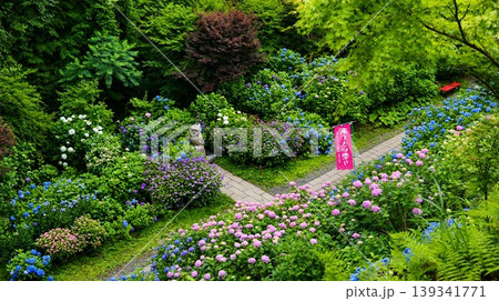 紫陽花の花が咲く庭園　鷲子山上神社 139341771