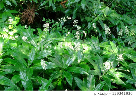 【神奈川県】咲き始めたヤブミョウガの花 【神奈川県】咲き始めたヤブミョウガの花 139341936