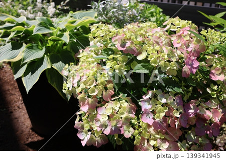 色づき始めた紫陽花ラグランジアオーロランジュ 色づき始めた紫陽花ラグランジアオーロランジュ 139341945
