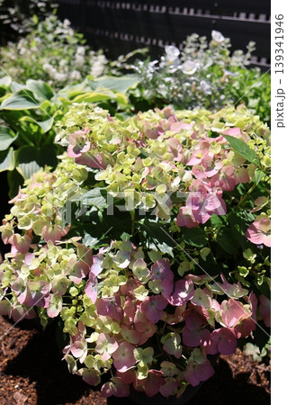 色づき始めた紫陽花ラグランジアオーロランジュ 139341946
