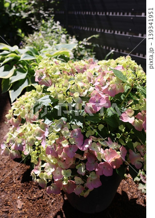 色づき始めた紫陽花ラグランジアオーロランジュ 色づき始めた紫陽花ラグランジアオーロランジュ 139341951