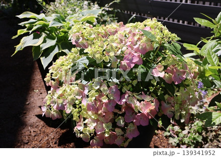 色づき始めた紫陽花ラグランジアオーロランジュ 色づき始めた紫陽花ラグランジアオーロランジュ 139341952