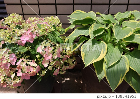 玄関前の紫陽花ラグランジアオーロランジュとホスタ 玄関前の紫陽花ラグランジアオーロランジュとホスタ 139341953