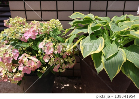 玄関前の紫陽花ラグランジアオーロランジュとホスタ 139341954