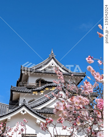 滋賀県彦根市の彦根城天守閣と梅 滋賀県彦根市の彦根城天守閣と梅 139342024