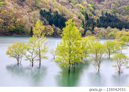 水没林の風景 139342031