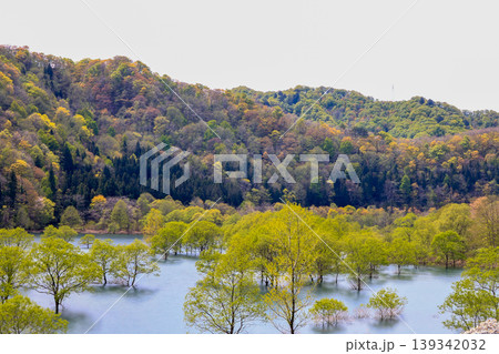 水没林の風景 139342032