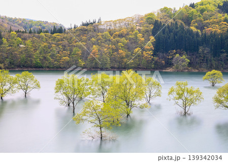 水没林の風景 水没林の風景 139342034