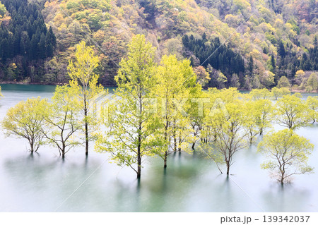 水没林の風景 139342037