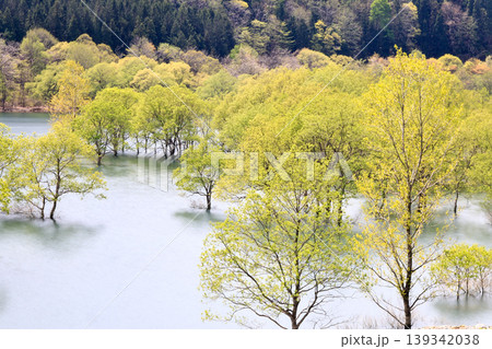 水没林の風景 水没林の風景 139342038
