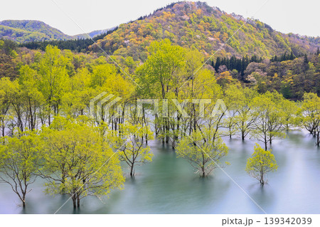 水没林の風景 水没林の風景 139342039