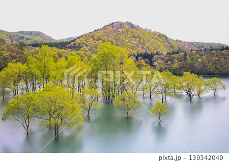 水没林の風景 139342040