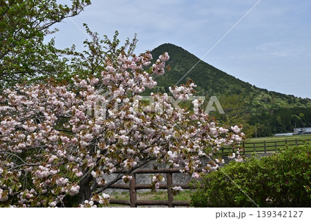 近江富士・さくら緑地 139342127