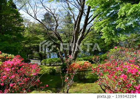 箱根のつつじ 箱根のつつじ 139342204