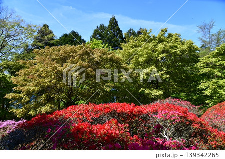 箱根のつつじ 139342265