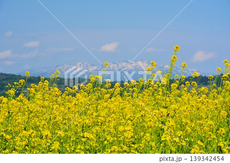 菜の花畑と雪山 139342454