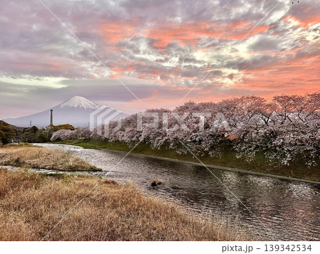 潤井川龍巌淵から見る桜と富士山 潤井川龍巌淵から見る桜と富士山 139342534