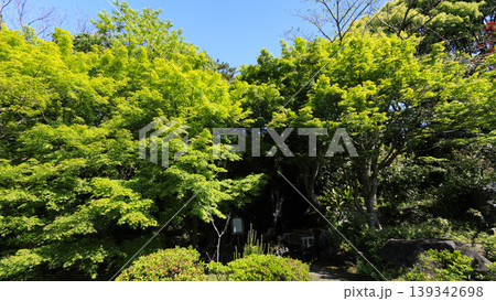 葉山しおさい公園の初夏 139342698