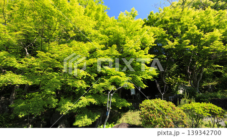 葉山しおさい公園の初夏 139342700
