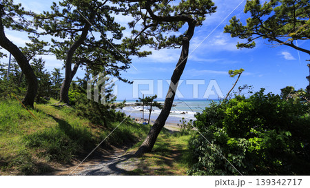 葉山しおさい公園の初夏 葉山しおさい公園の初夏 139342717