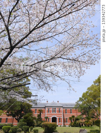 熊本・第五高等学校の建物と桜 熊本・第五高等学校の建物と桜 139342773