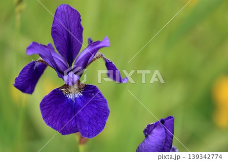 鮮やかな紫色の花菖蒲 鮮やかな紫色の花菖蒲 139342774