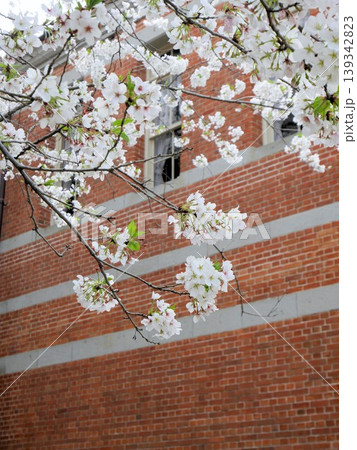 五高記念館の建物と桜の花 (熊本市) 五高記念館の建物と桜の花 (熊本市) 139342823