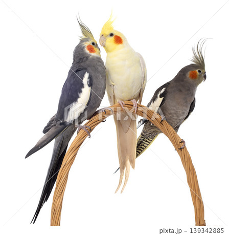 three cockatiel perching three cockatiel perching 139342885