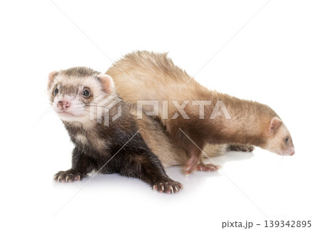 ferrets in studio 139342895